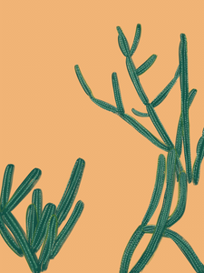 Gold Canyon Cactus