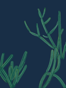 Blue Canyon Cactus