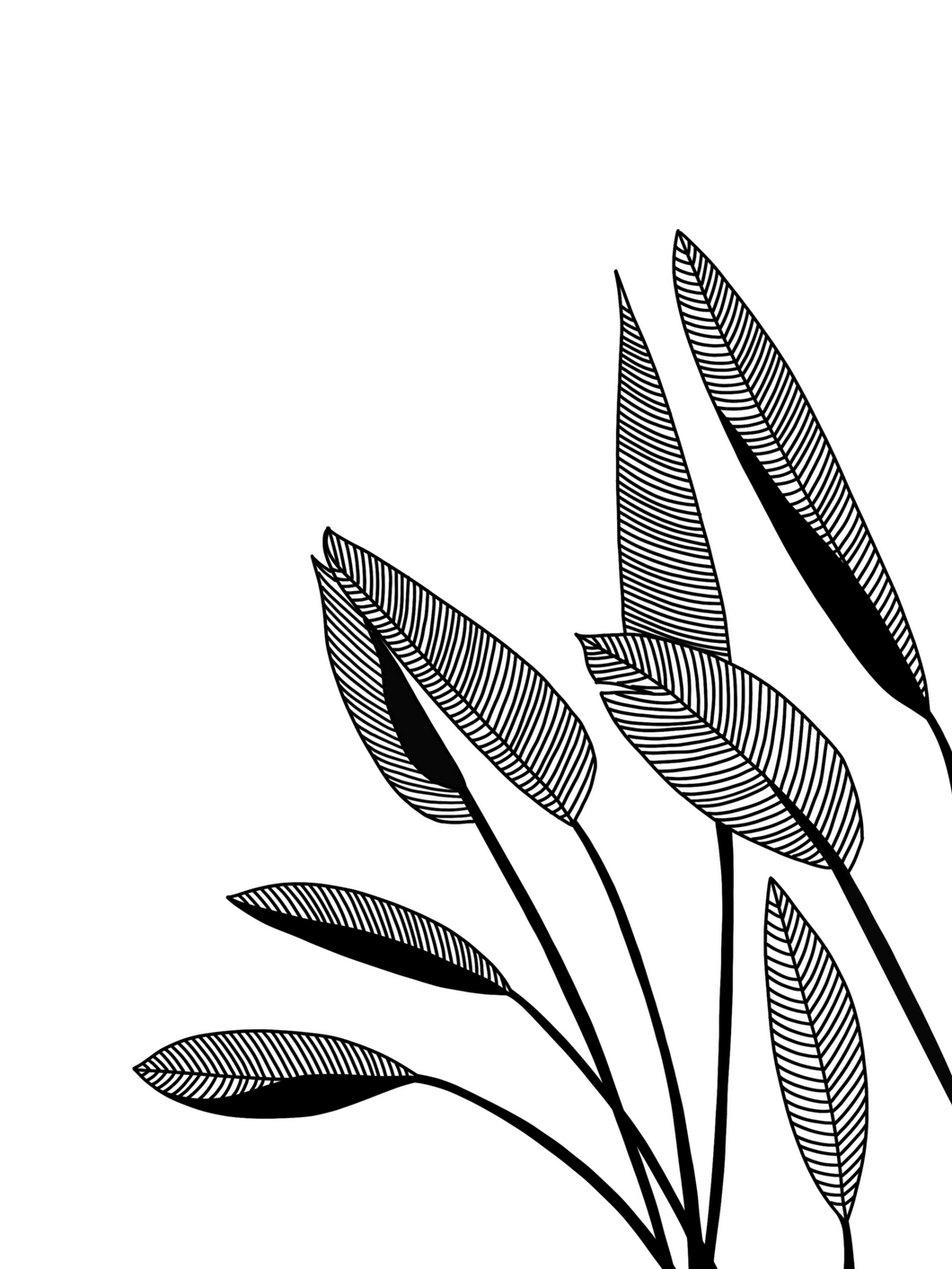 Birds of Paradise