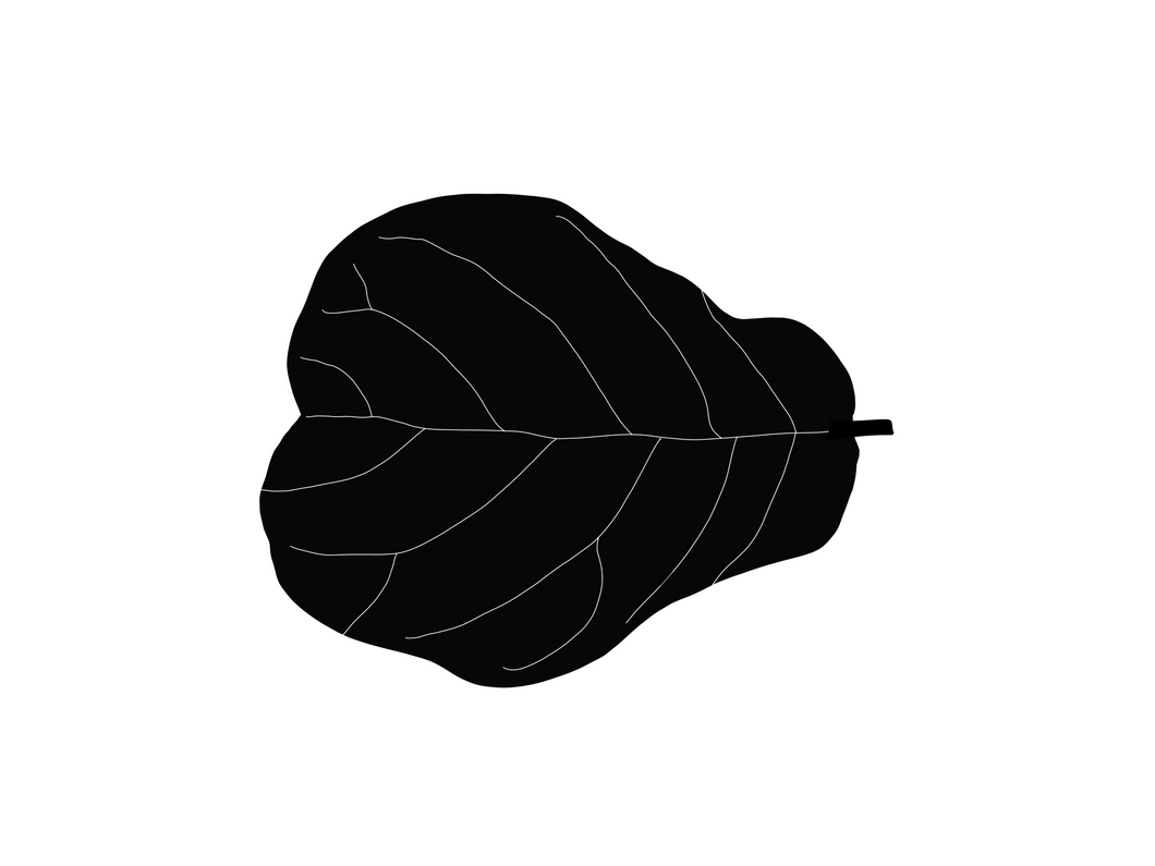 Fiddle Leaf Fig
