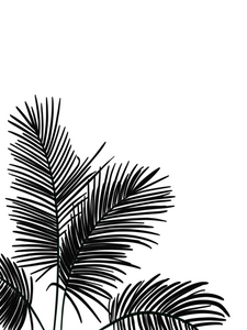 Fronds In Low Places - BW