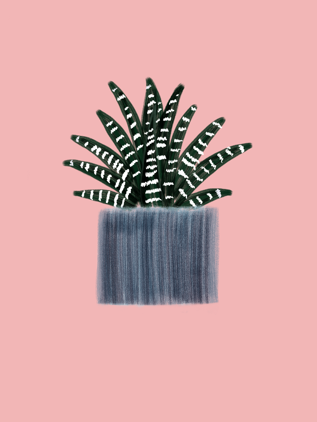 Zebra Succulent